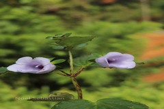Gloxinia perennis